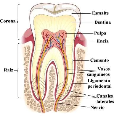 Anatomía dental